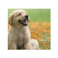 Hardcover Photo Book —  Photo Album (Personalized Pet Memory Book)