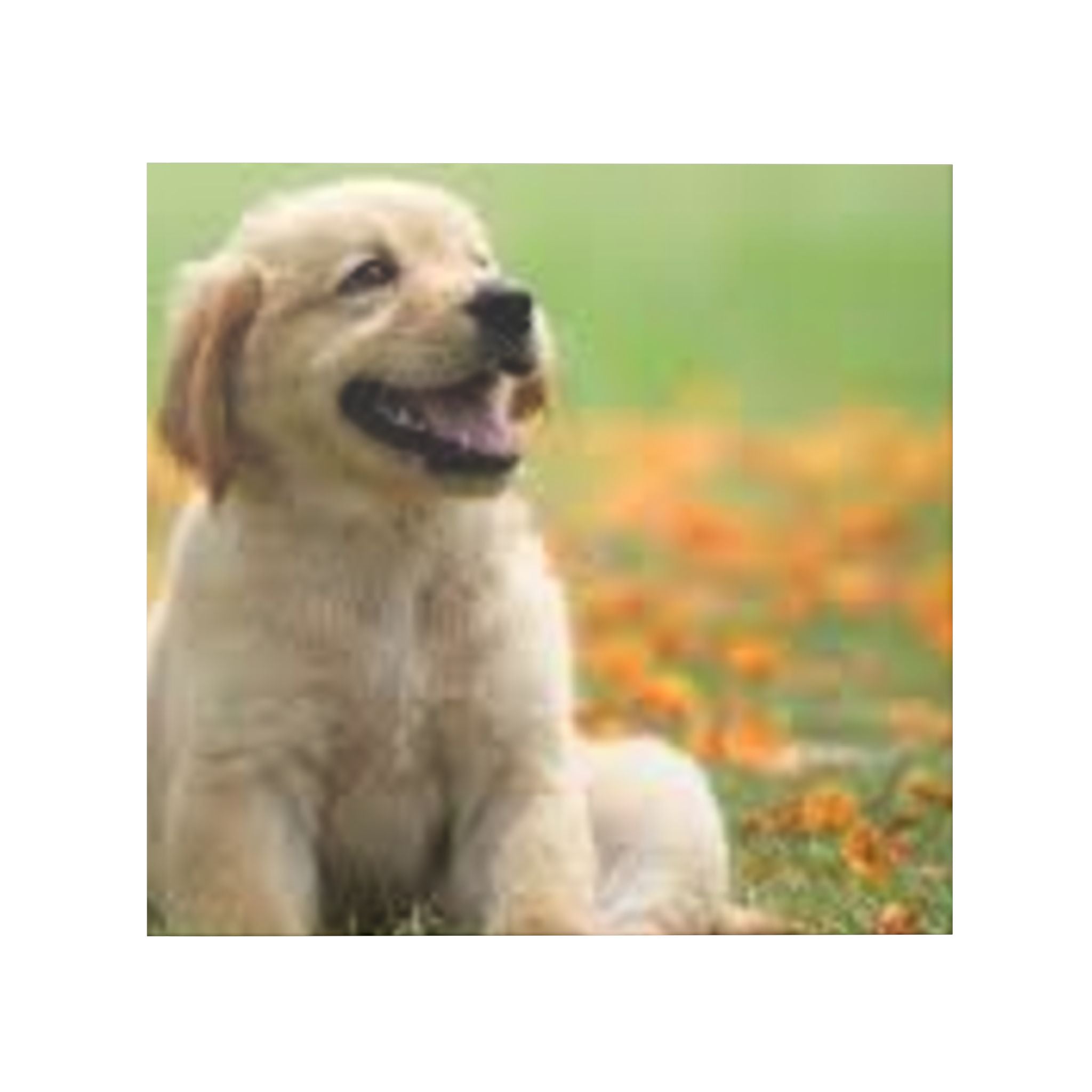 Hardcover Photo Book —  Photo Album (Personalized Pet Memory Book)